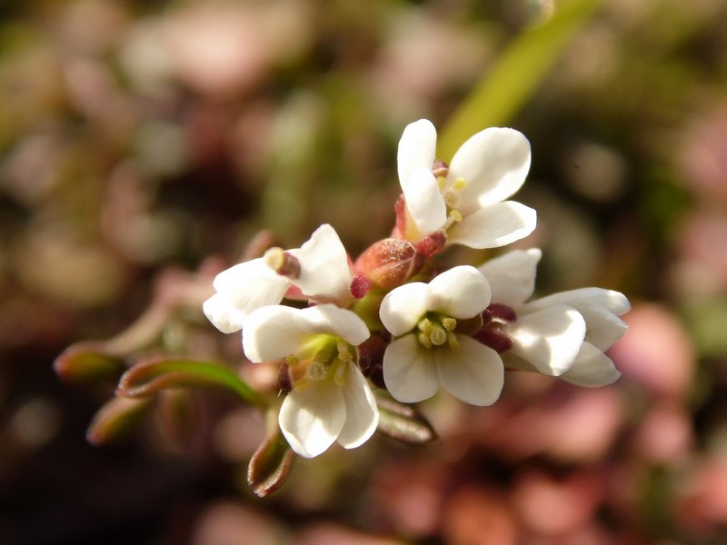 Cardamine hirsuta